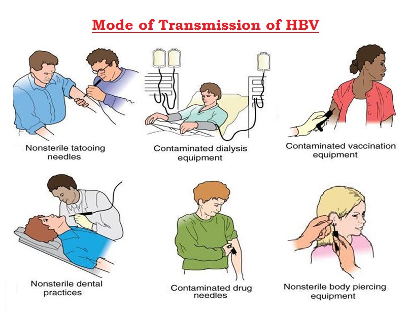 transmission HBV