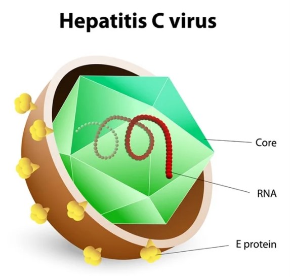 HCV-virus